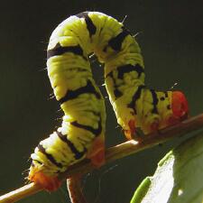 Melanchroia chephise