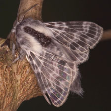 Tolype velleda