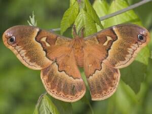 Callosamia securifera