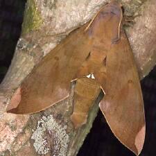 Pachylia ficus