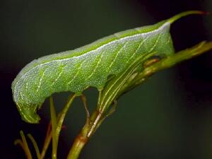 Enyo lugubris