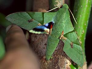 Eumorpha labruscae