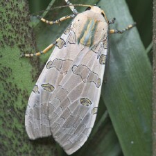 Halysidota cinctipes