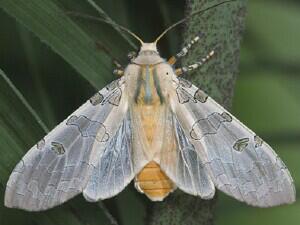 Halysidota cinctipes