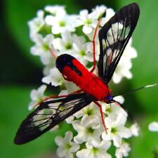 Cosmosoma myrodora