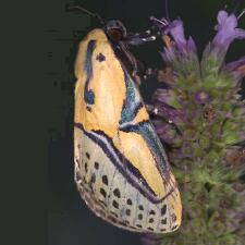 Diphthera festiva