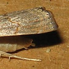 Parapediasia decorellus