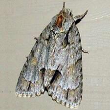 Acronicta morula