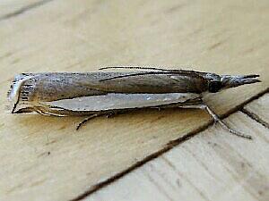 Crambus cypridalis