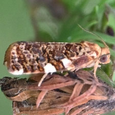 Archips goyerana