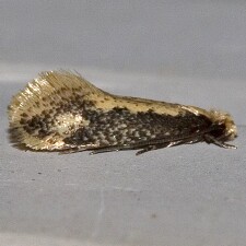 Tinea mandarinella