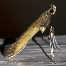 Caloptilia azaleella