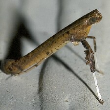 Caloptilia sassafrasella