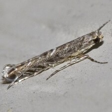 Neurobathra strigifinitella