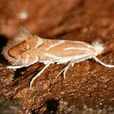 Phyllonorycter basistrigella