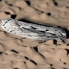 Ethmia semitenebrella