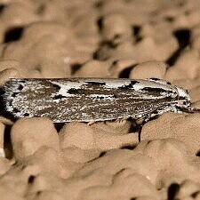 Ethmia sp.