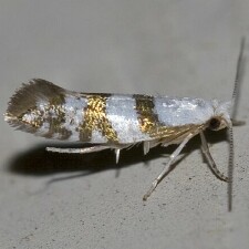 Argyresthia calliphanes