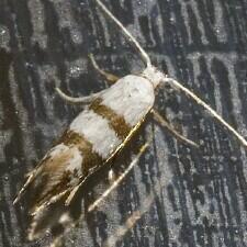 Argyresthia calliphanes