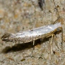 Argyresthia subreticulata