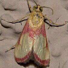 Mojavia achemonalis