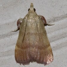 Condylolomia participialis