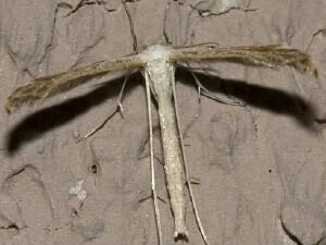 Lioptilodes albistriolatus