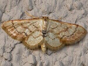 Idaea demissaria