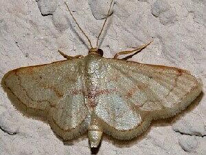 Idaea eremiata