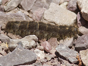 Dicogaster coronada