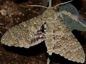 Manduca muscosa