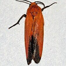 Ptychoglene coccinea