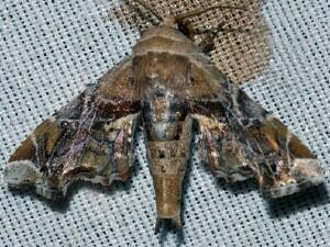 Marathyssa furcata