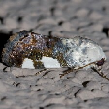 Tarache quadriplaga