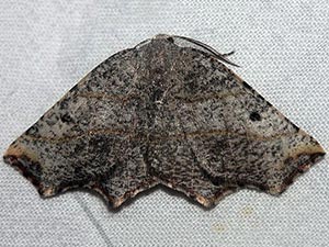 Metanema brunneilinearia