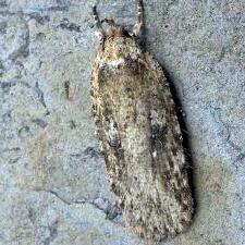 Agonopterix argillacea