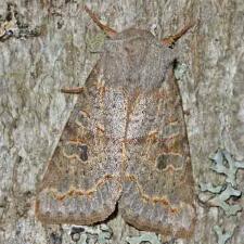 Orthosia revicta