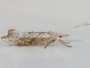 Ypsolopha falciferella