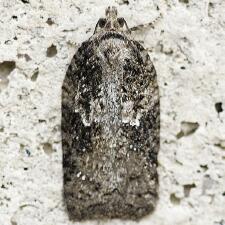 Acleris obtusana