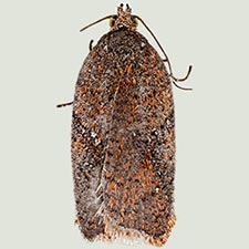 Acleris stadiana