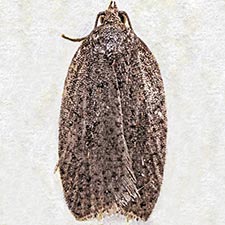 Acleris oxycoccana