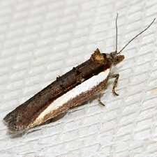 Acleris celiana