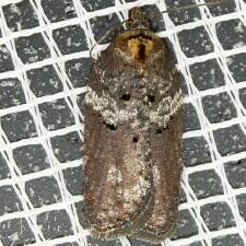 Acleris celiana