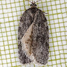 Acleris nigrolinea