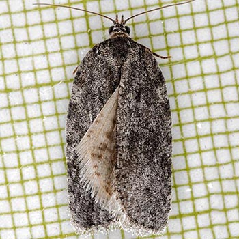 Acleris nigrolinea