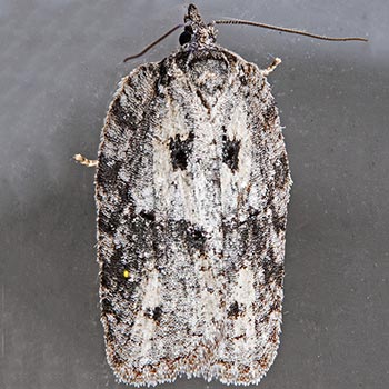 Acleris nigrolinea