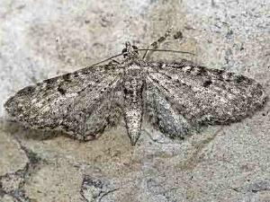 Eupithecia satyrata