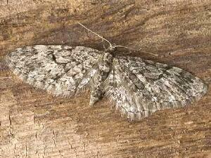 Eupithecia annulata