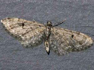 Eupithecia annulata