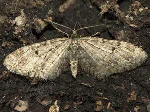 Eupithecia annulata